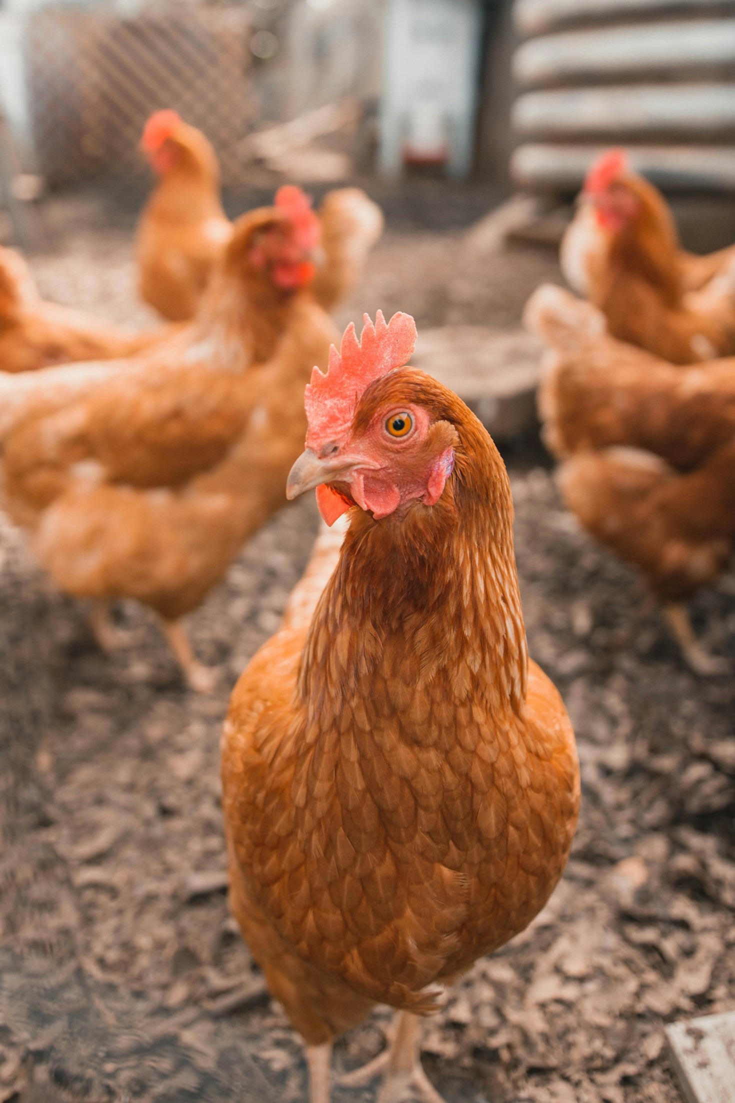 How To Build A Resilient Family Farm