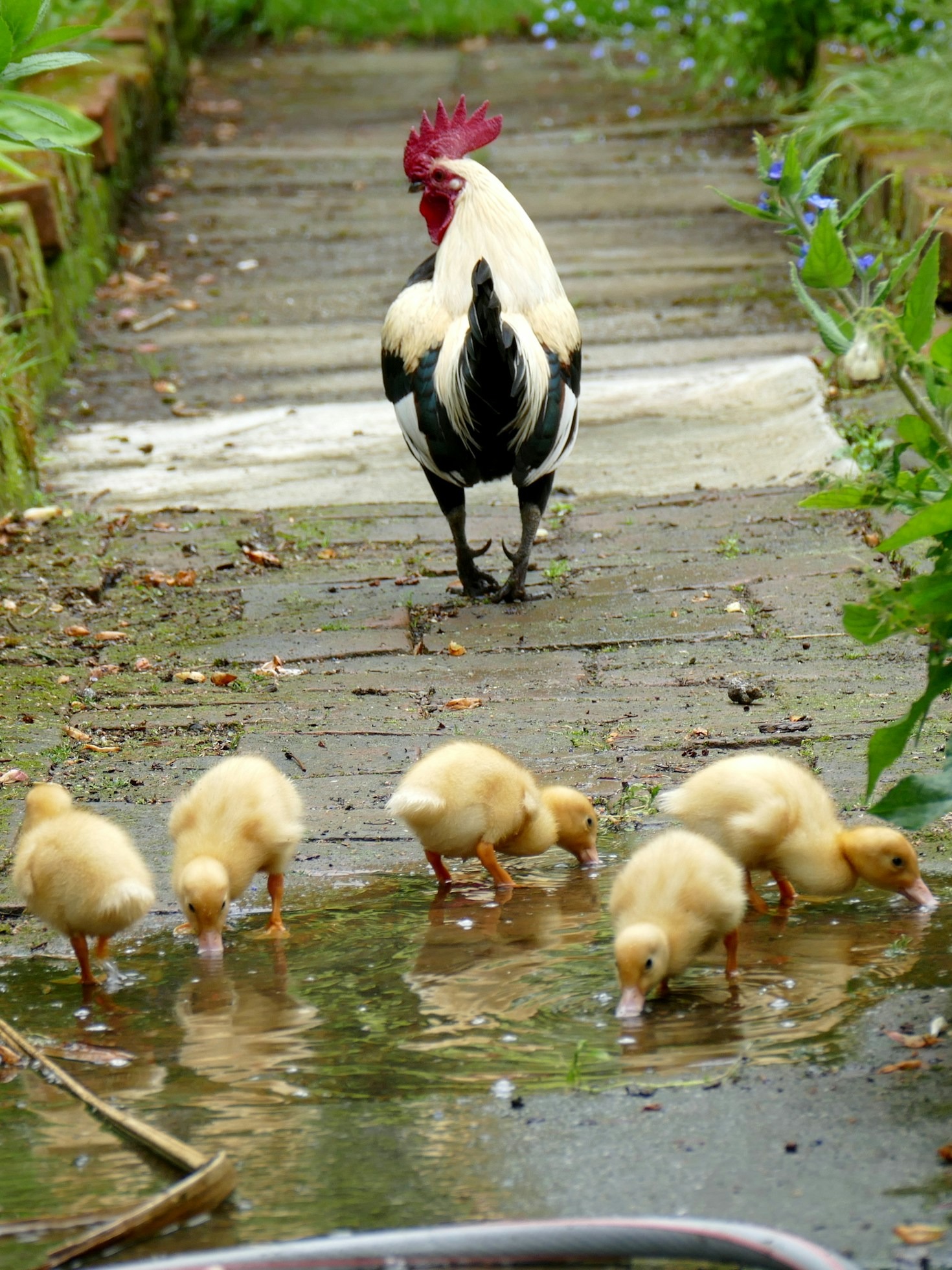 Why Ethical Husbandry Matters For Your Family