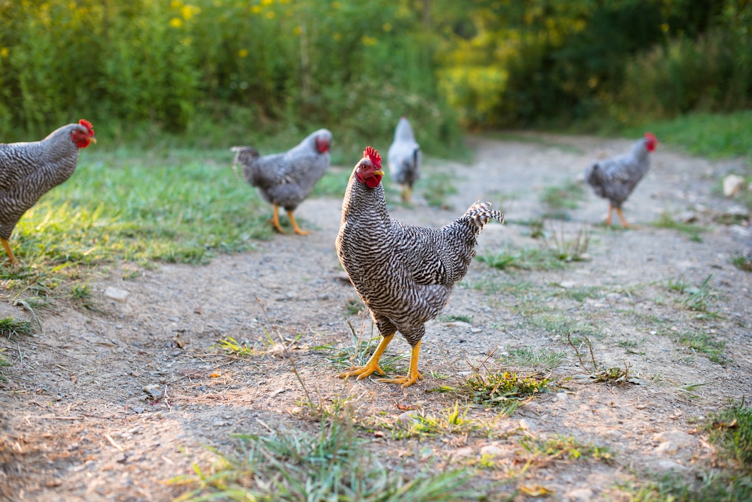 Preparing Your Homestead For The Changing Seasons